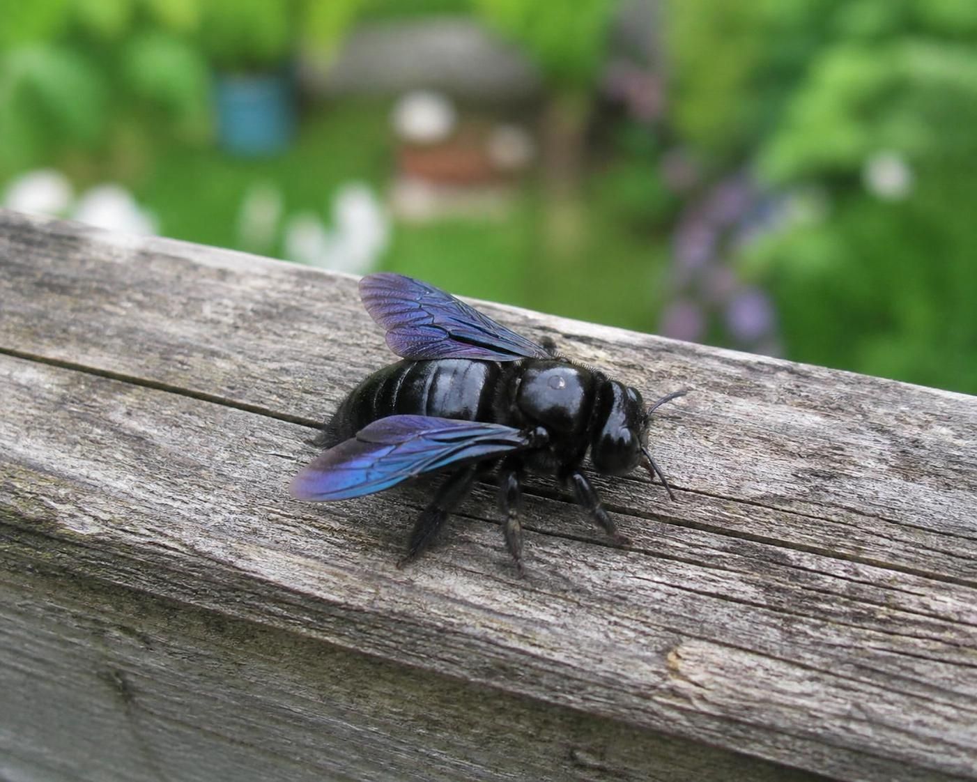 découvrez comment identifier l'abeille charbonnière et apprenez à la protéger, cet insecte essentiel pour la pollinisation et la biodiversité.