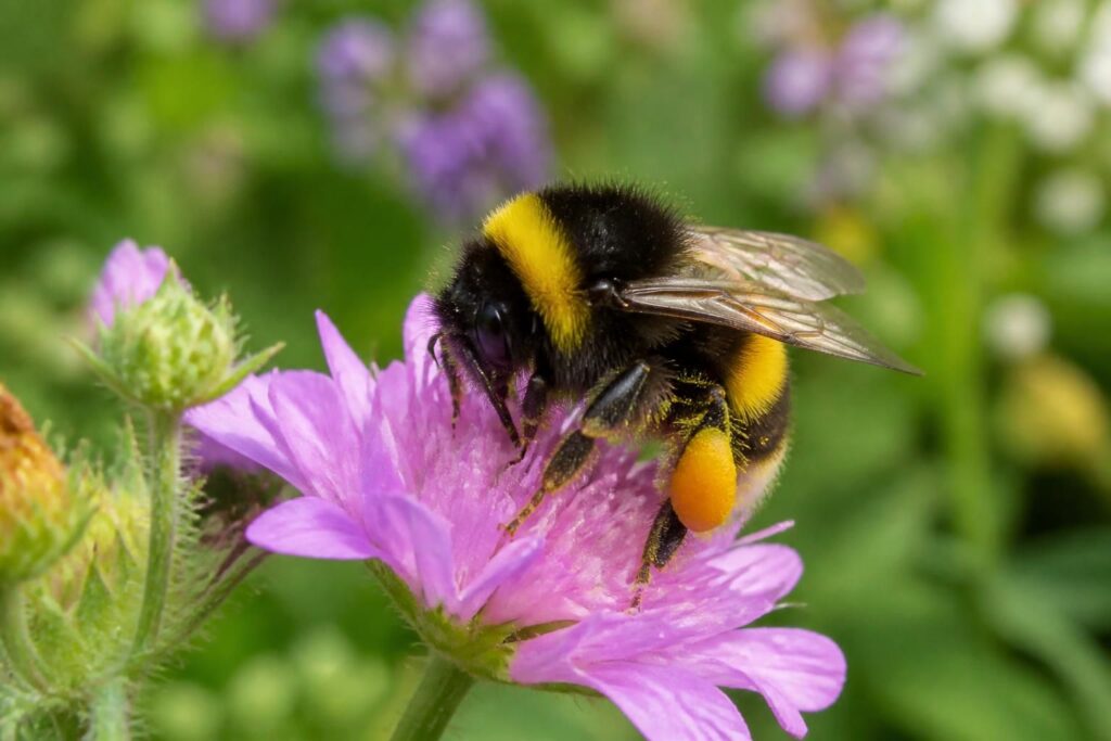 découvrez comment identifier l'abeille charbonnière pour mieux la protéger, un insecte essentiel à la biodiversité et à la pollinisation.