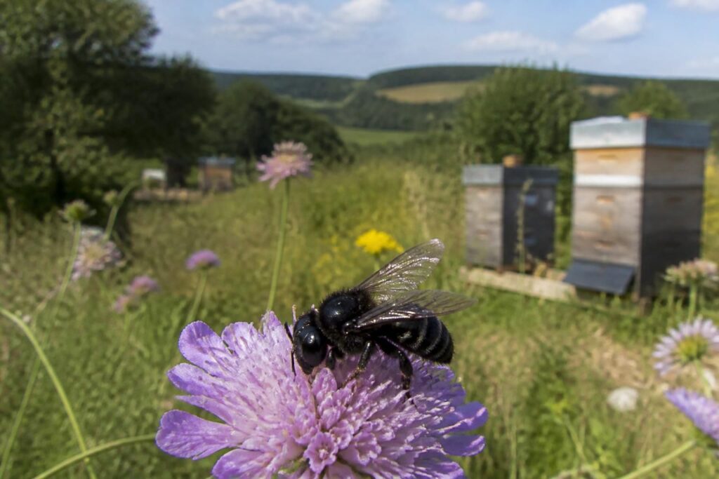 découvrez les enjeux cruciaux pour la préservation de l'abeille noire en france, une espèce essentielle à la biodiversité et à l'agriculture durable.