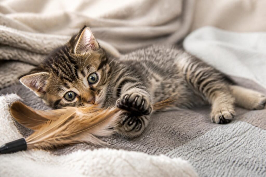 découvrez comment identifier les signes d’un bon développement chez votre bébé chat dès ses premières semaines pour assurer sa santé et son bien-être.