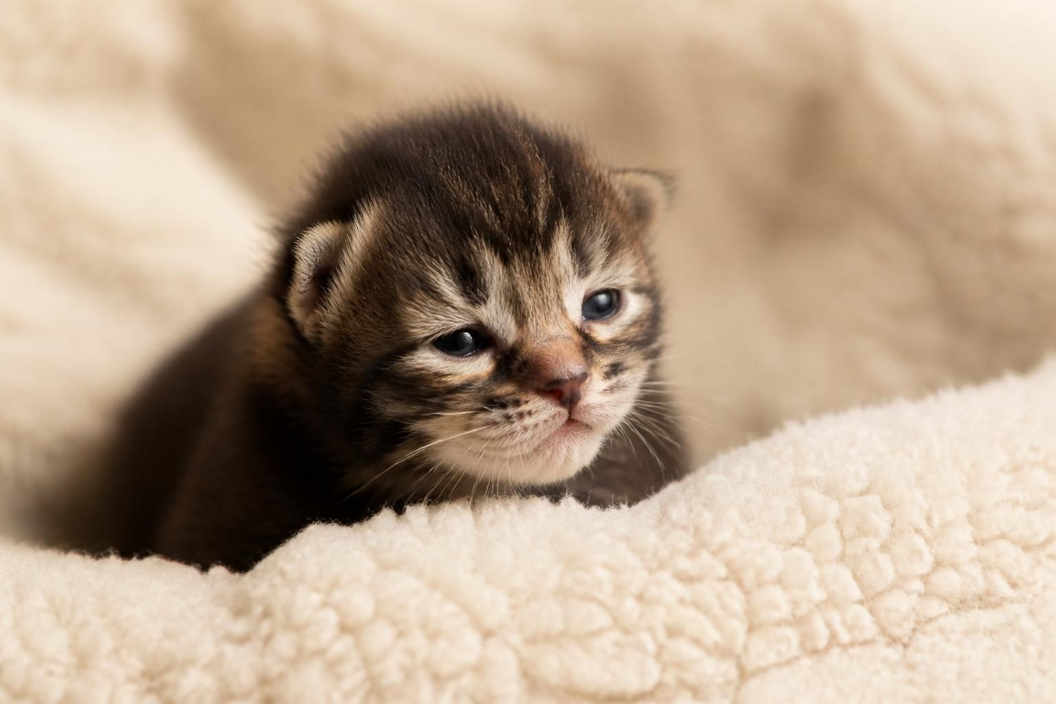 découvrez comment identifier les signes d’un bon développement chez votre bébé chat dès les premières semaines pour assurer sa santé et son bien-être.