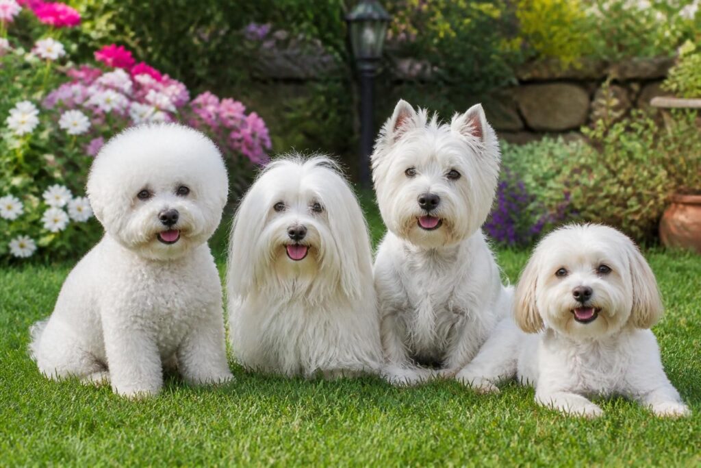 découvrez les meilleures races de chiens petits et blancs, idéales pour un compagnon de taille réduite, alliant caractère, douceur et facilité d'entretien.