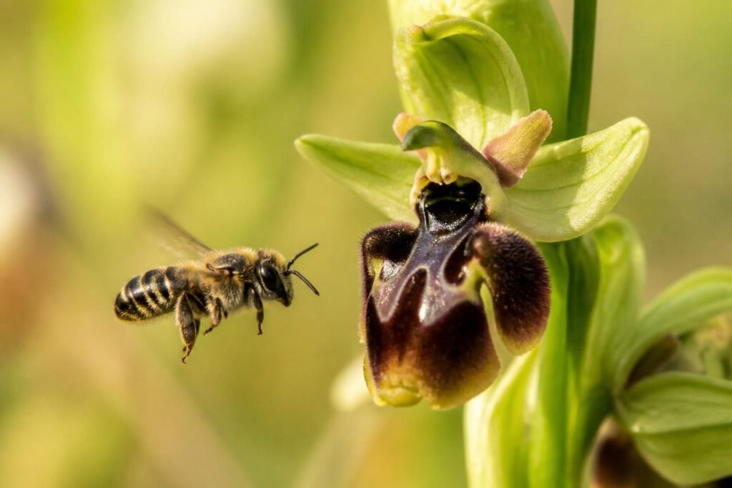 découvrez comment l'ophrys abeille, une orchidée fascinante, utilise des stratégies de mimicry pour tromper les insectes et assurer sa reproduction efficace.
