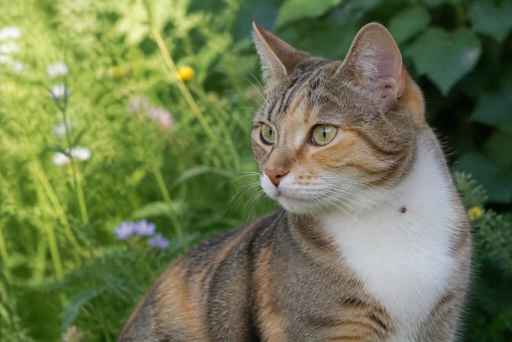 découvrez les risques que les tiques représentent pour la santé de votre chat et apprenez les meilleures méthodes pour les prévenir et réagir efficacement en cas de morsure.