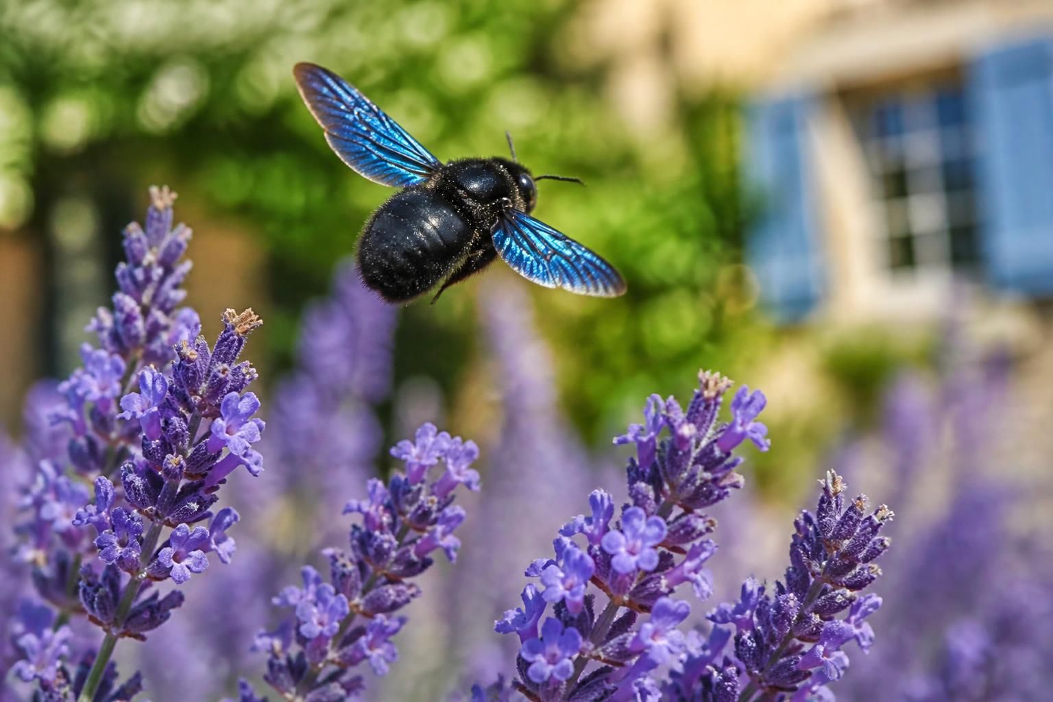 découvrez l'abeille bleue, un trésor méconnu essentiel à la biodiversité française, et apprenez comment protéger cette espèce unique et fragile.