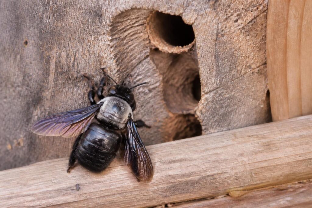découvrez où et comment l'abeille charpentière construit son nid dans nos maisons, ses habitudes de vie et les meilleures façons de cohabiter avec cet insecte fascinant.