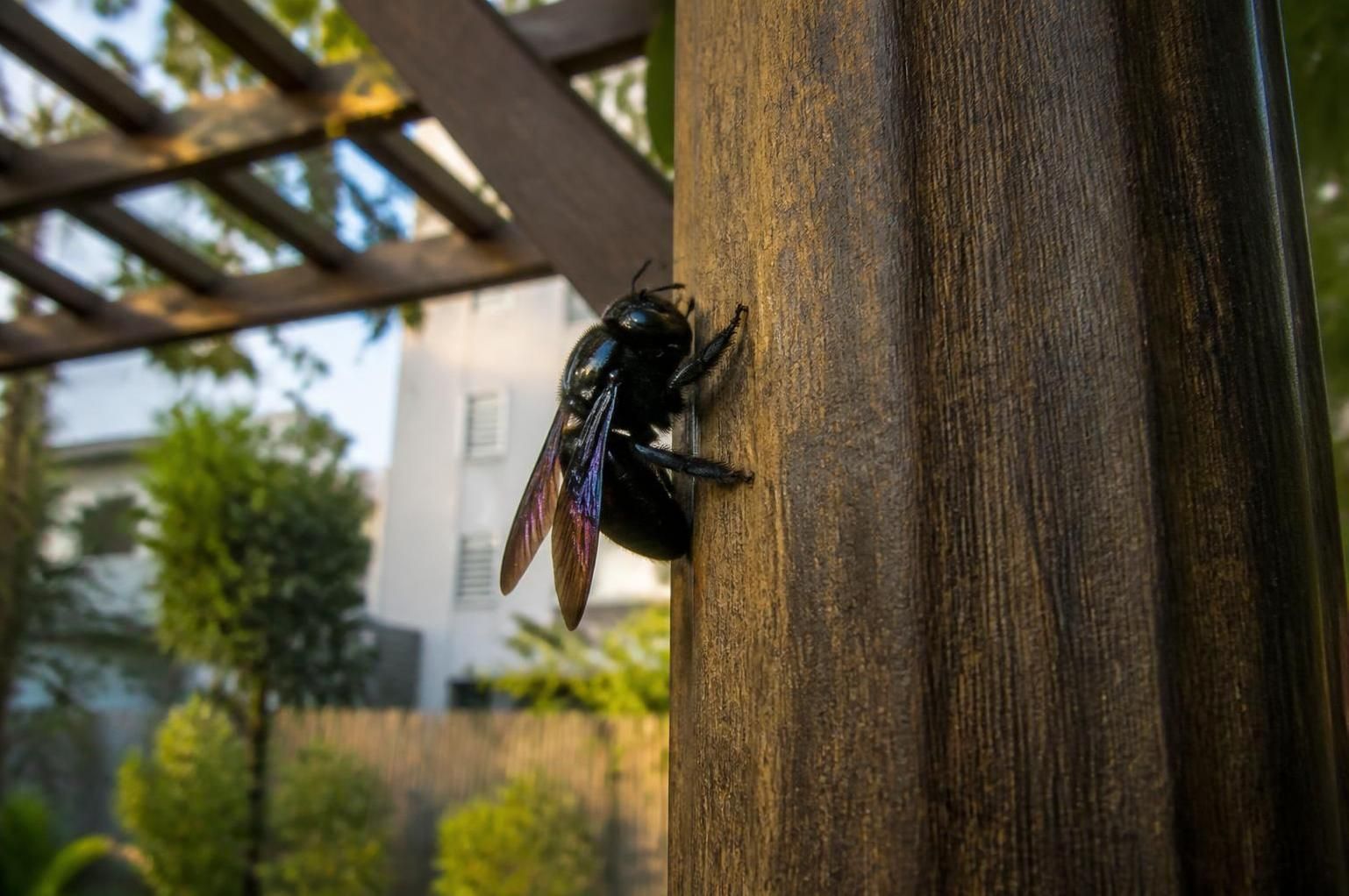 découvrez où et comment l'abeille charpentière construit son nid dans nos maisons, ses habitudes, et comment cohabiter avec cet insecte fascinant en toute sécurité.