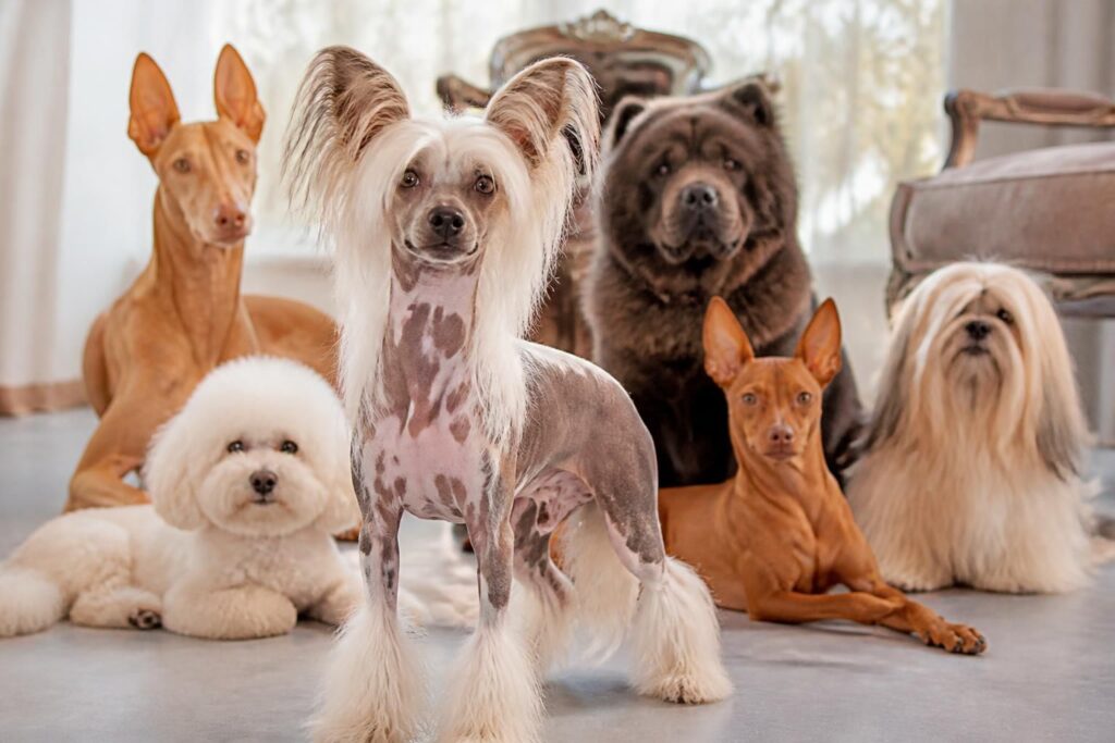 découvrez les caractéristiques et le prix du chien chinois à crête ainsi que d'autres races uniques. guide complet pour bien connaître ces chiens particuliers.