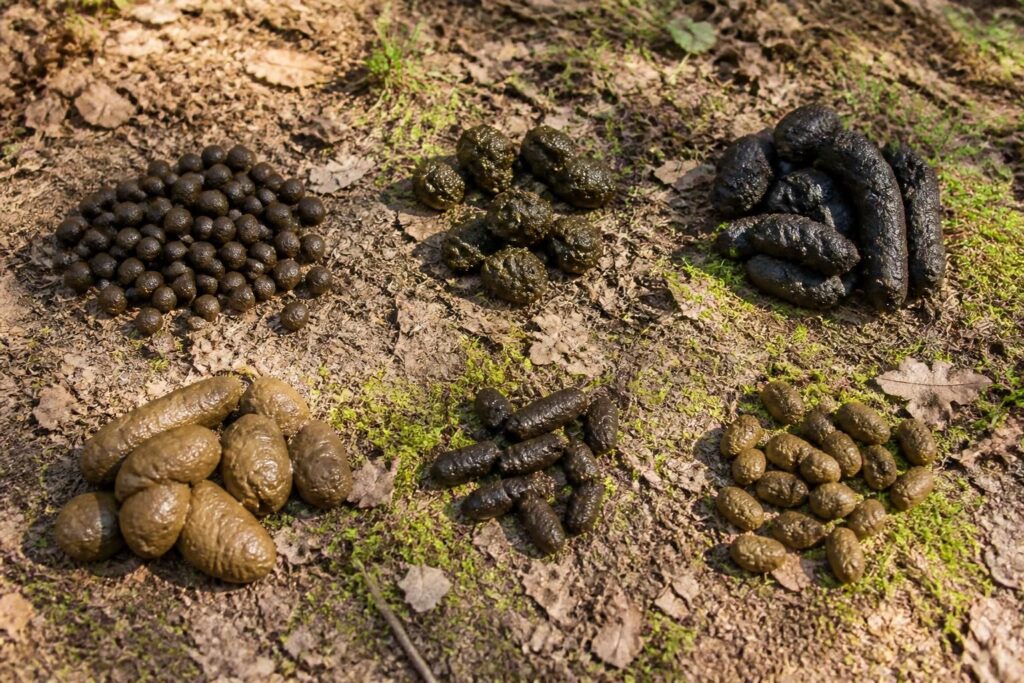 découvrez comment identifier facilement les crottes d'animaux sauvages grâce à des photos détaillées et des conseils pratiques pour mieux comprendre la faune autour de vous.