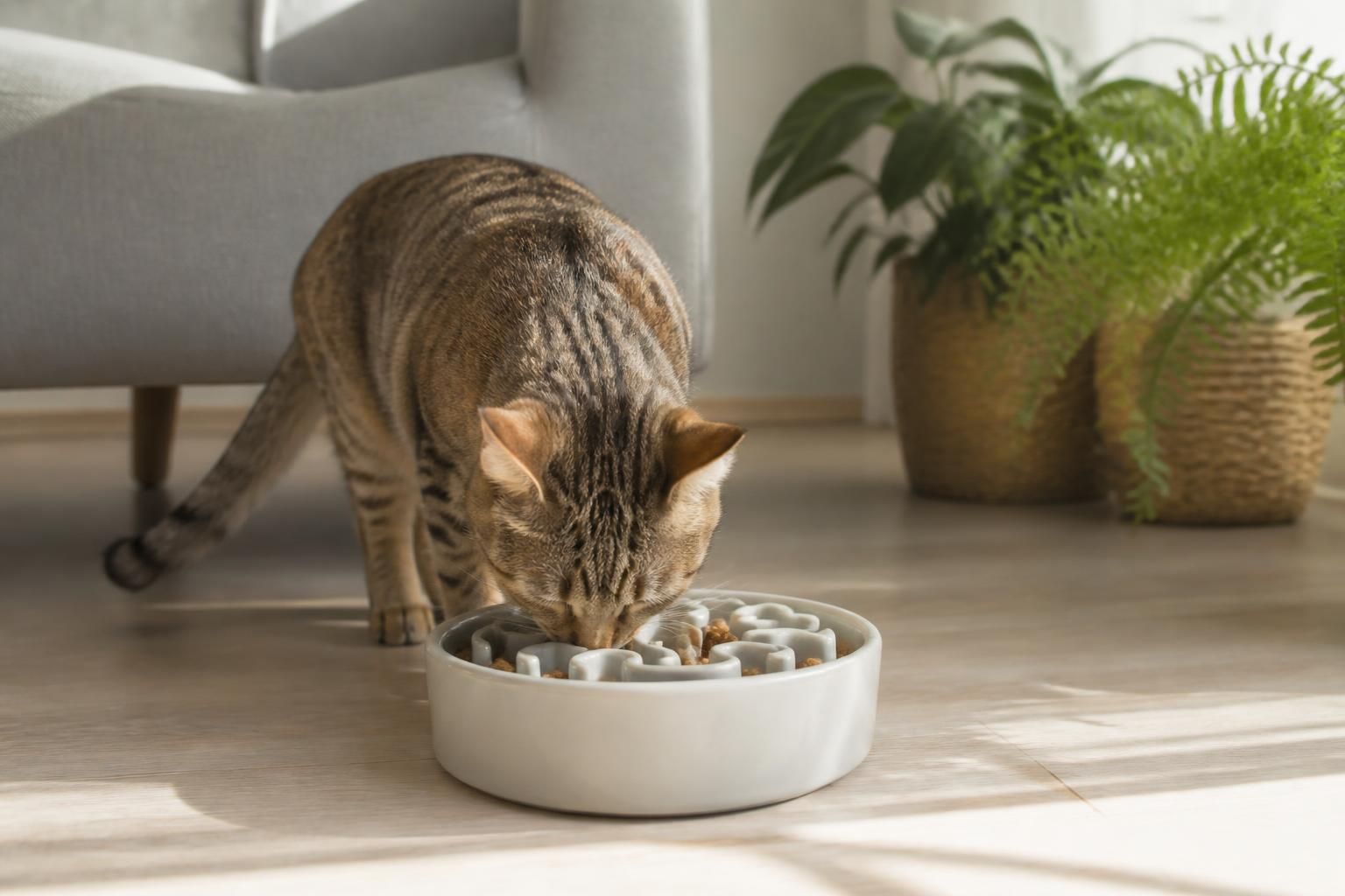 découvrez notre gamelle anti glouton pour chat, conçue pour ralentir leur vitesse de repas et prévenir l’obésité féline, assurant une meilleure santé et bien-être à votre compagnon.