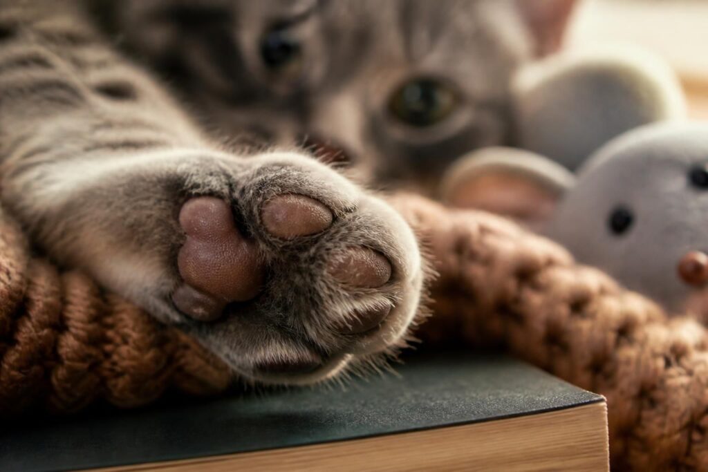 découvrez pourquoi la patte de chat captive autant les passionnés de félins, entre mystères, sensations et symbolisme.