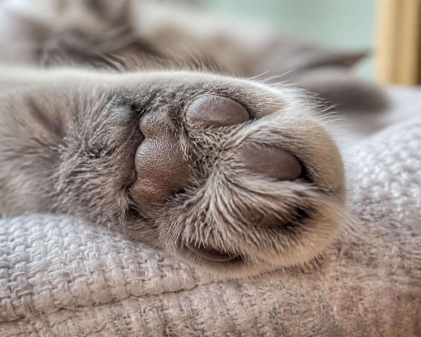 découvrez pourquoi la patte de chat captive tant les passionnés de félins, entre mystère, douceur et symbolique unique.