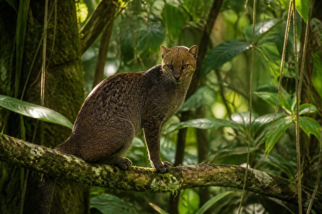 découvrez tout sur yagouaroundi, ce félin sauvage au nom exotique : habitat, comportement, et caractéristiques uniques de cette espèce fascinante.