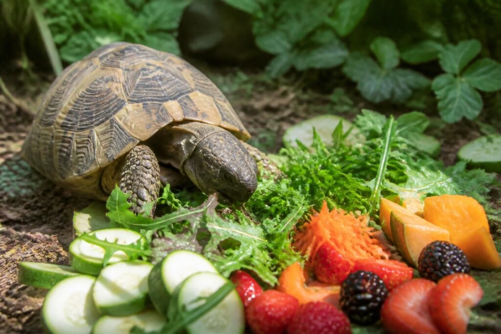 découvrez l'alimentation idéale pour votre tortue d'hermann avec des conseils sur les fruits, légumes et ses besoins spécifiques pour une santé optimale.
