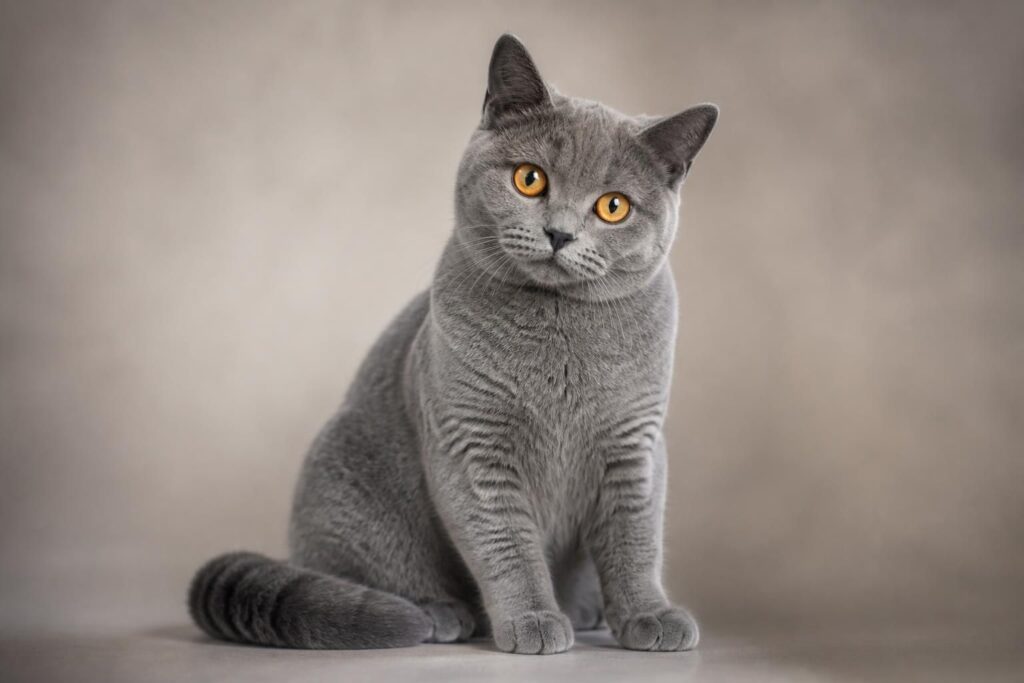 découvrez tout sur le chat chartreux : son prix, son caractère unique et les différentes couleurs de ce chat gris aux yeux dorés.