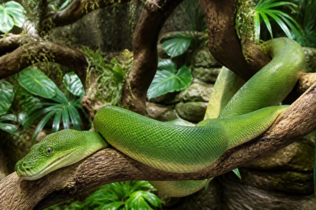 découvrez tout ce qu'il faut savoir sur le python green tree : taille adulte, caractéristiques dentaires et conseils essentiels pour aménager un enclos adapté à ses besoins.